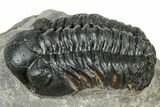 Detailed Reedops Trilobite - Atchana, Morocco #322271-1